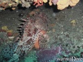 scuba diving photo