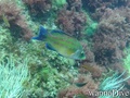 scuba diving photo