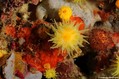 scuba diving photo