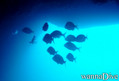 scuba diving photo
