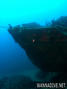 scuba diving photo