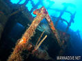 scuba diving photo