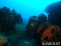scuba diving photo