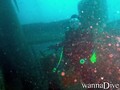 scuba diving photo