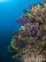 scuba diving photo