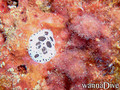 scuba diving photo
