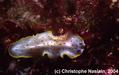 scuba diving photo