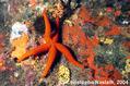 scuba diving photo