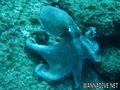 scuba diving photo