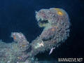 scuba diving photo
