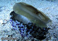 scuba diving photo