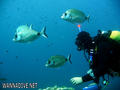 scuba diving photo