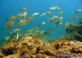 scuba diving photo