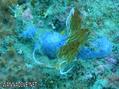 scuba diving photo