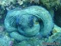 scuba diving photo