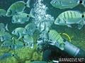 scuba diving photo