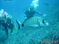 scuba diving photo