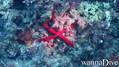 scuba diving photo