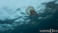scuba diving photo