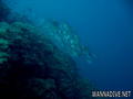 scuba diving photo