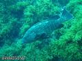 scuba diving photo