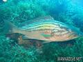 scuba diving photo