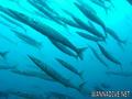 scuba diving photo