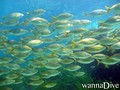 scuba diving photo