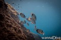 scuba diving photo