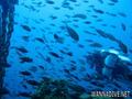 scuba diving photo