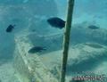 scuba diving photo