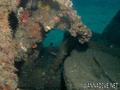 scuba diving photo
