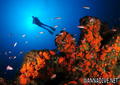 scuba diving photo