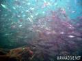 scuba diving photo