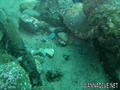 scuba diving photo