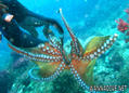scuba diving photo