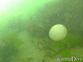 scuba diving photo