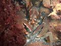 scuba diving photo