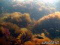 scuba diving photo