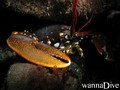 scuba diving photo