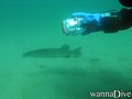 scuba diving photo