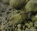 scuba diving photo