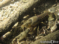 scuba diving photo