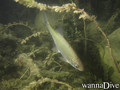 scuba diving photo