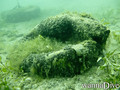scuba diving photo