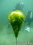 scuba diving photo
