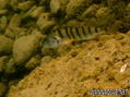 scuba diving photo