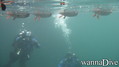 scuba diving photo