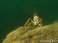 scuba diving photo