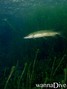 scuba diving photo